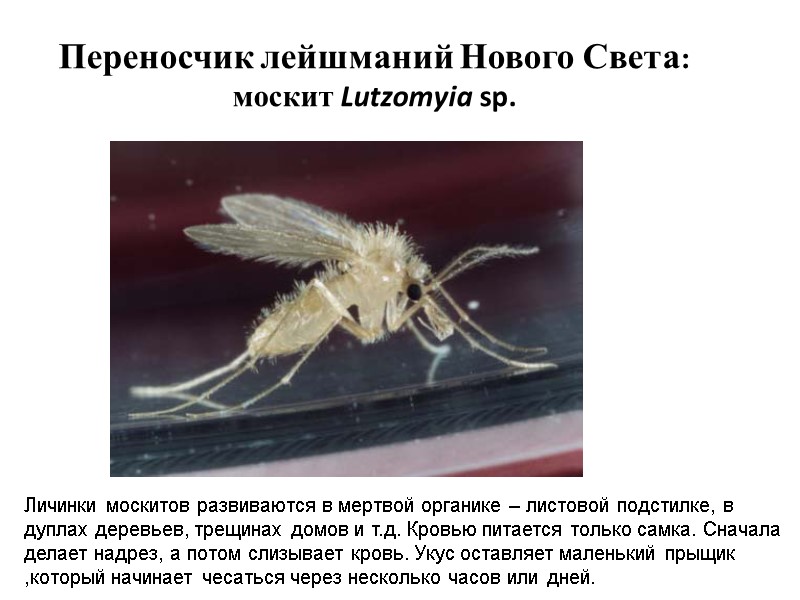 Переносчик лейшманий Нового Света: москит Lutzomyia sp. Личинки москитов развиваются в мертвой органике –
